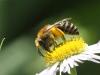 Colletes sp.